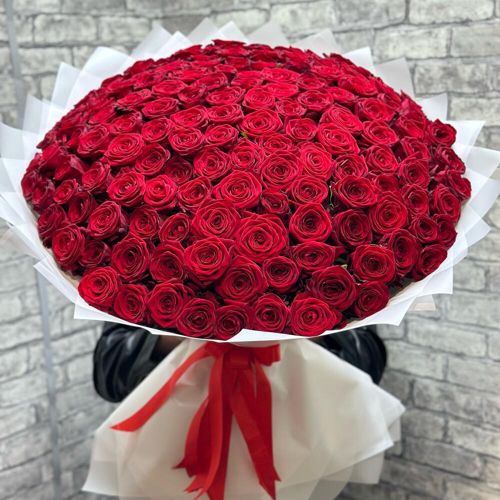 151 PREMIUM RED ROSE WR