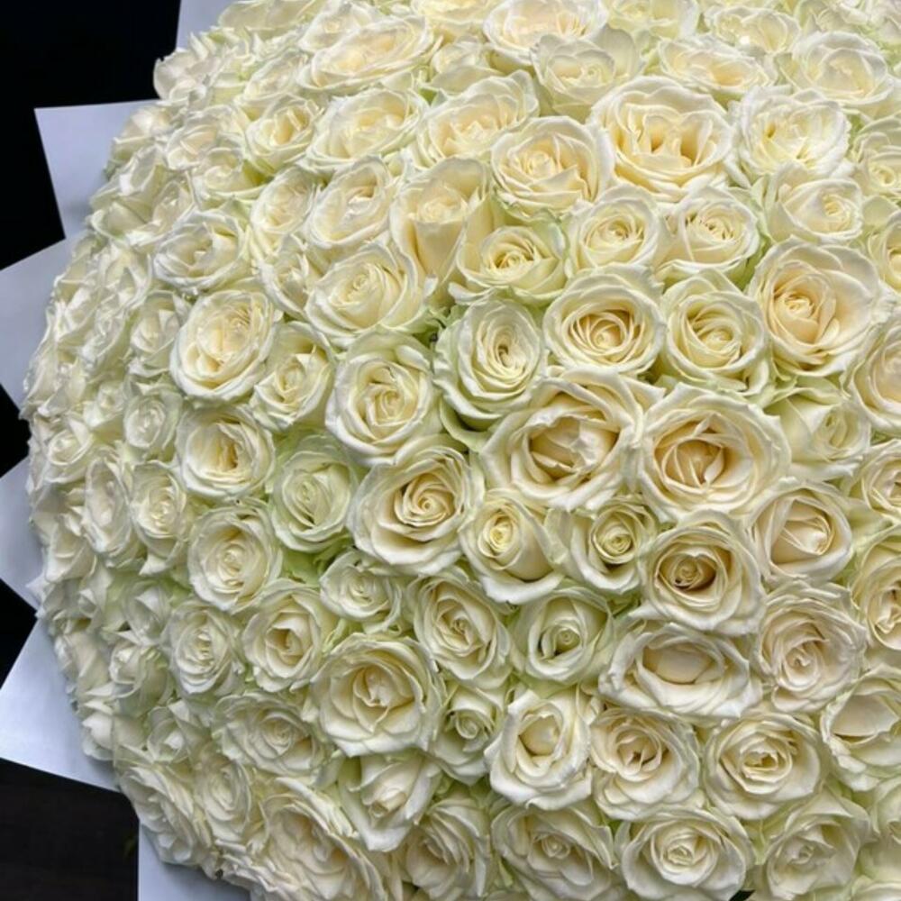 201 PREMIUM WHITE ROSE