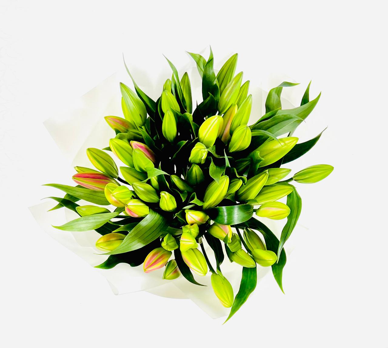 BLUSH OF LILY