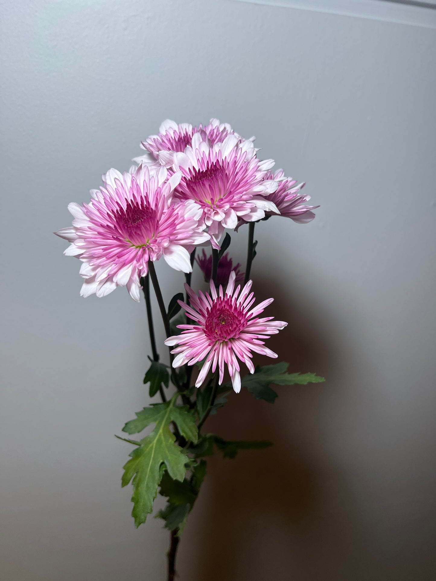 CHRYSTHANMUM MALIBU PINK