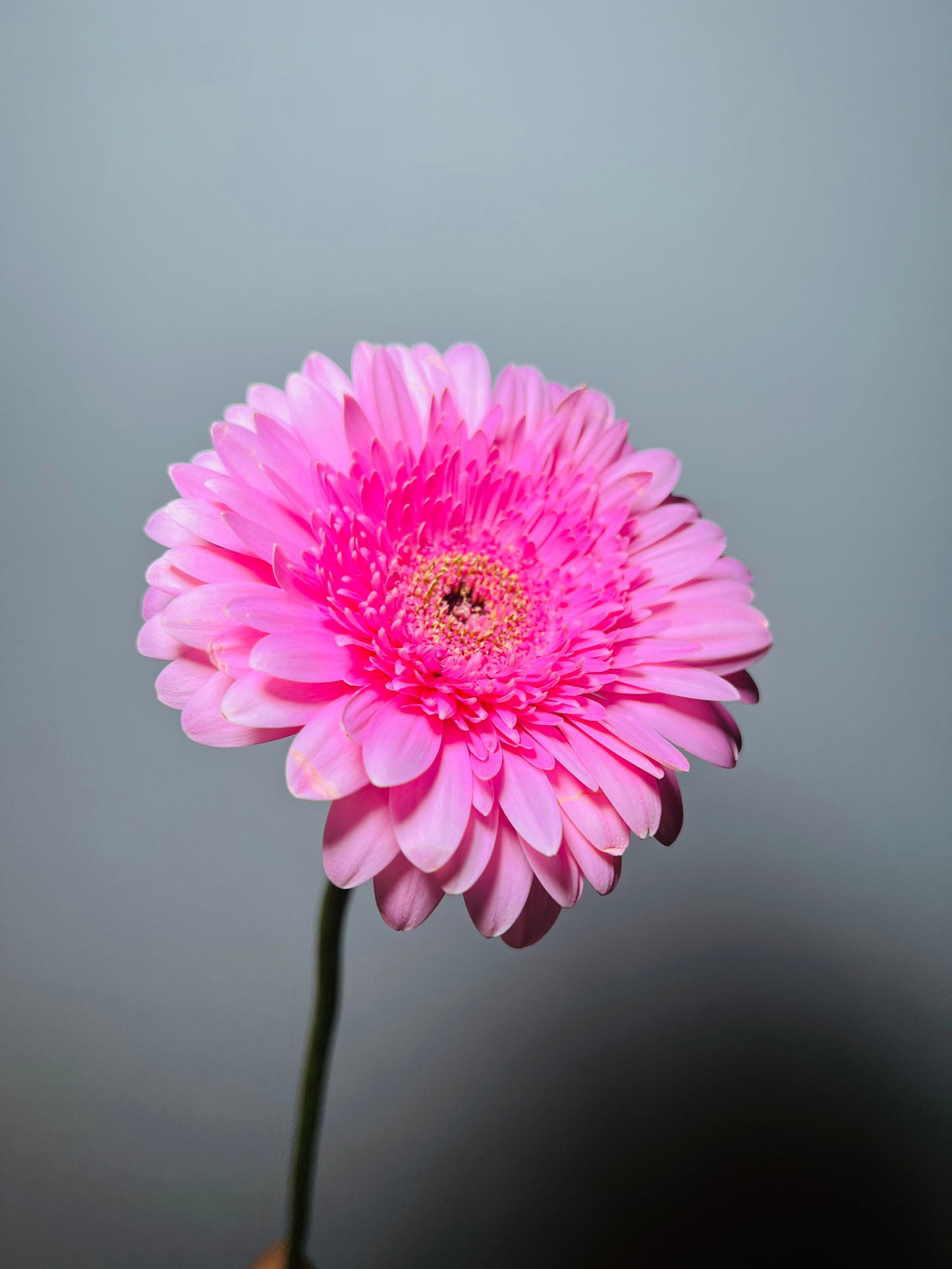 SUPREME LILY PINK