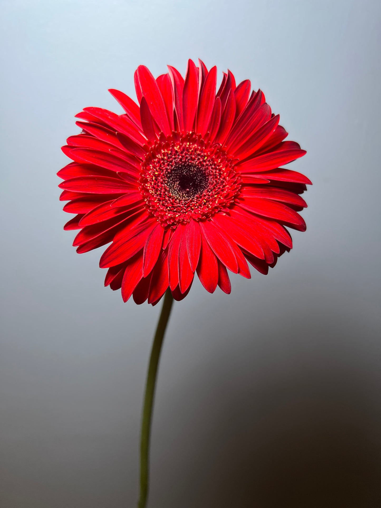 GERBERA RED