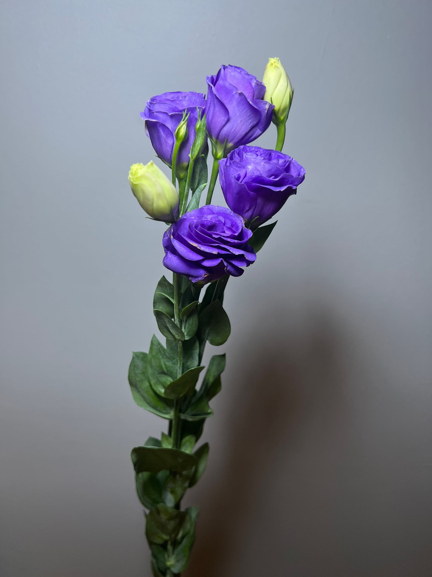 LISIANTHUS/ESTOMA BLUE