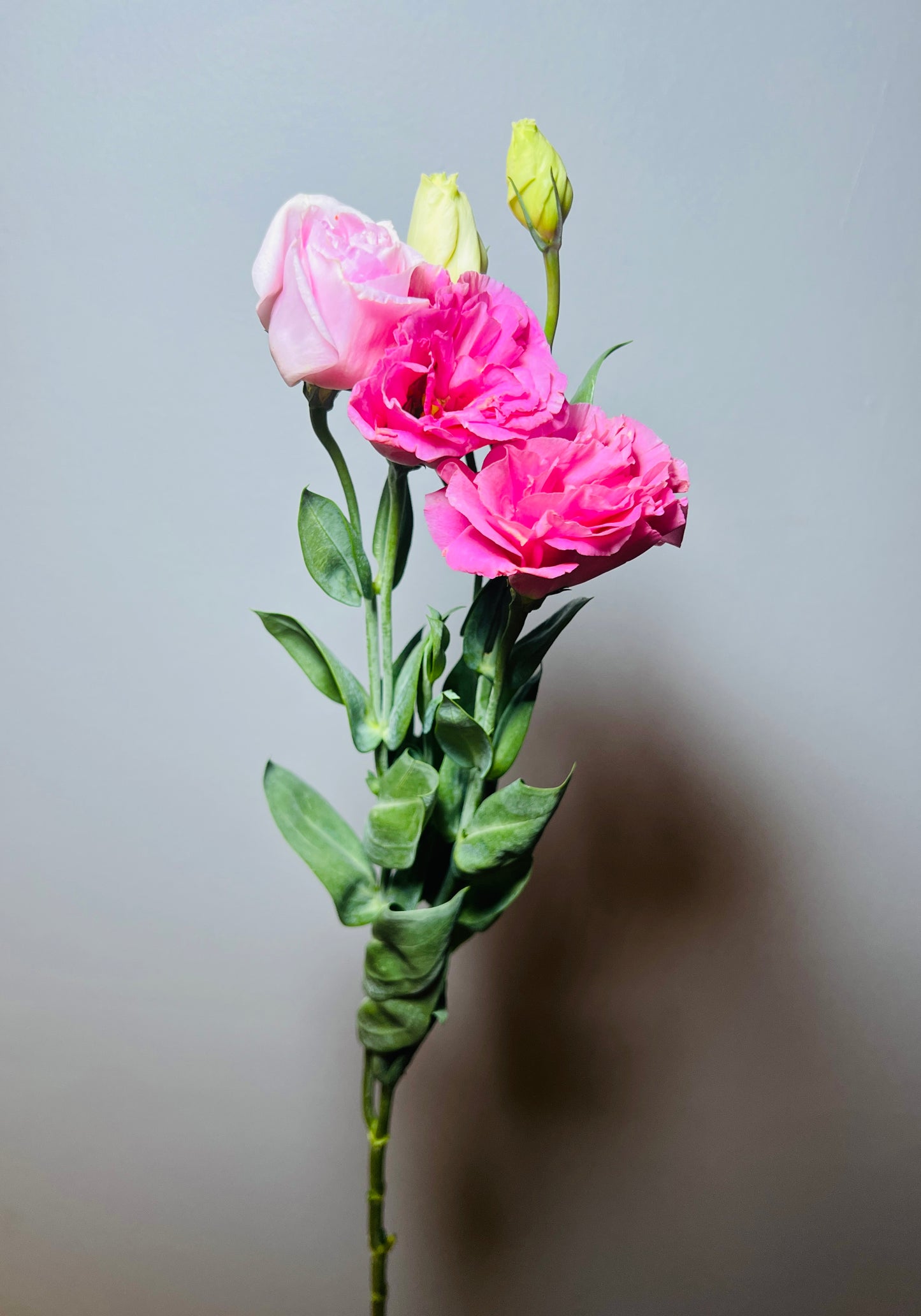 LISIANTHUS/ESTOMA PINK