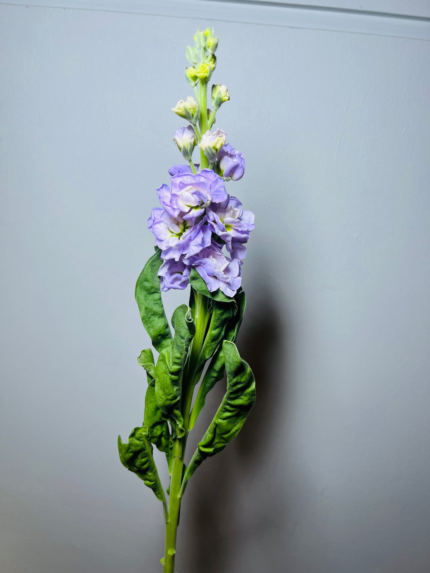 MATTIOLA LAVENDER