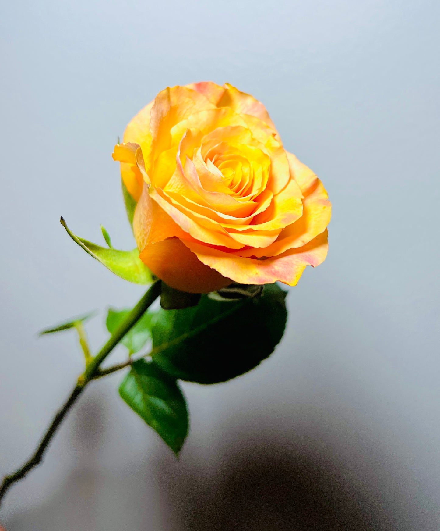 ROSE CONFIDENTIAL