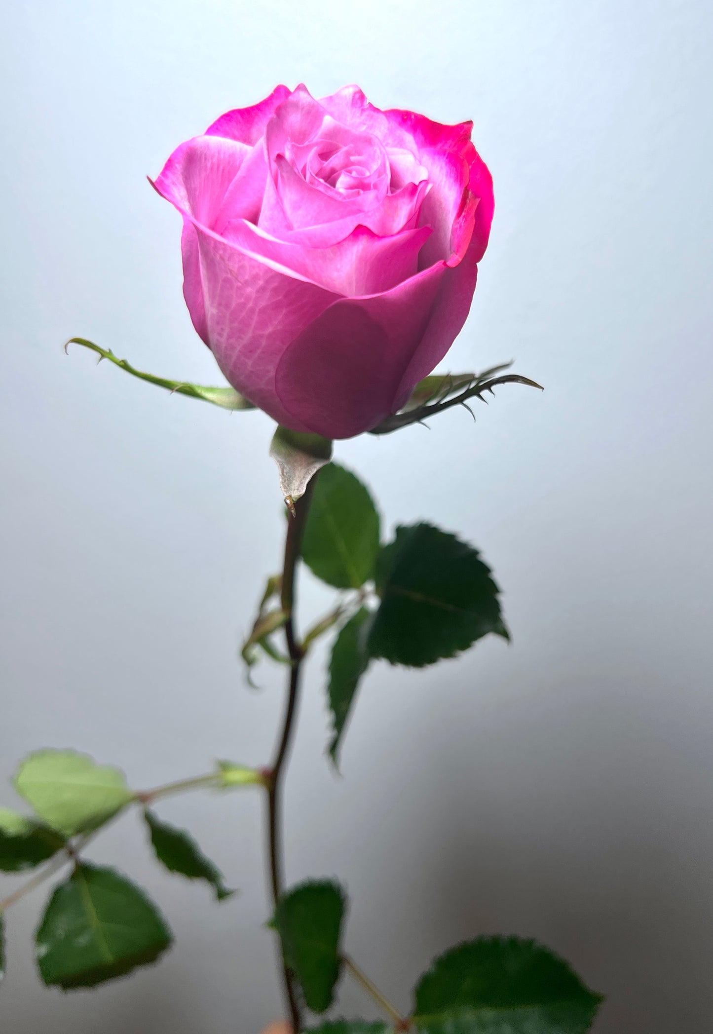 ROSE DEEP PURPLE