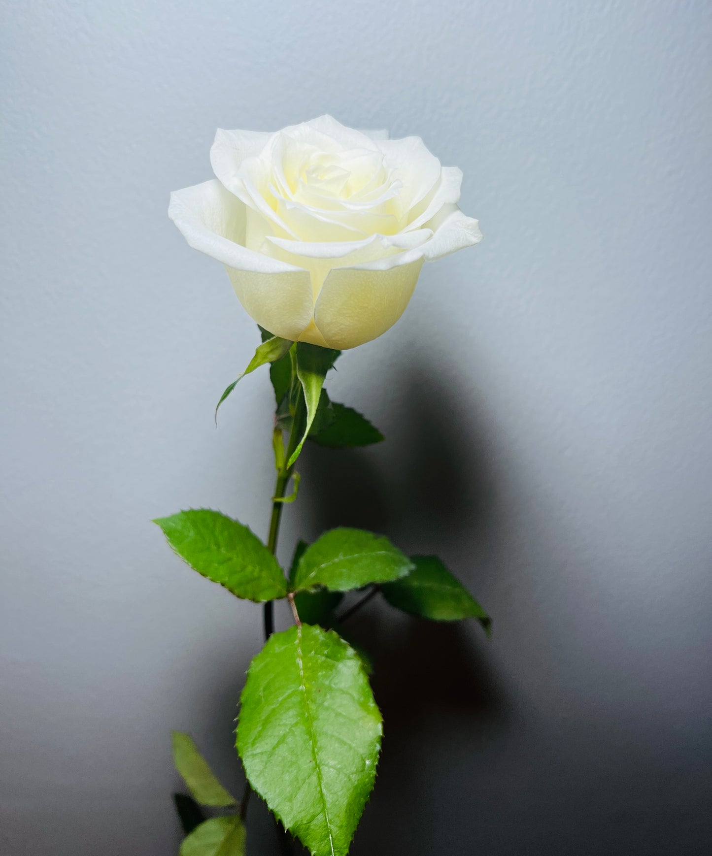 ROSE NOVITA