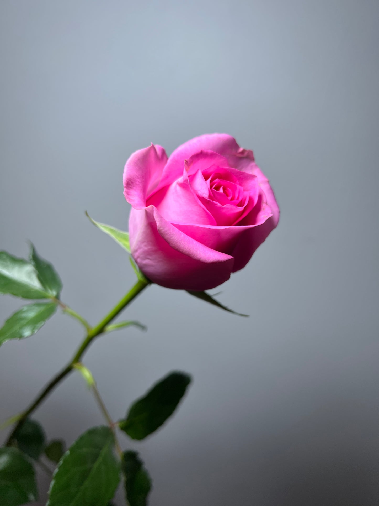 ROSE REVIVAL