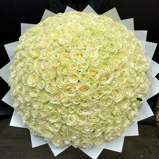 201 PREMIUM WHITE ROSE