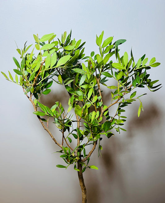 BLAD PISTACHIO