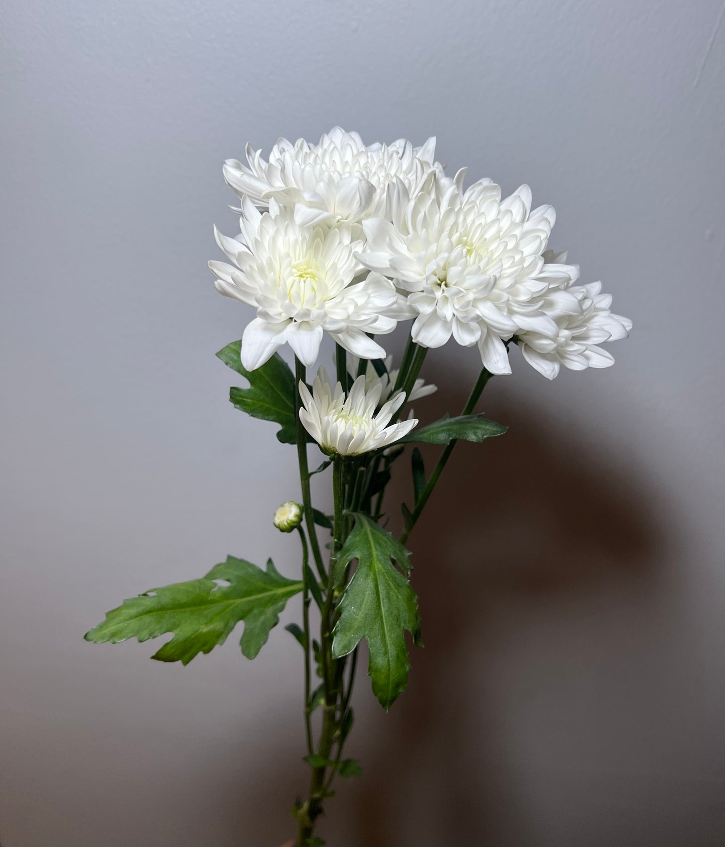 CHRYSTHANMUM PINA COLDA