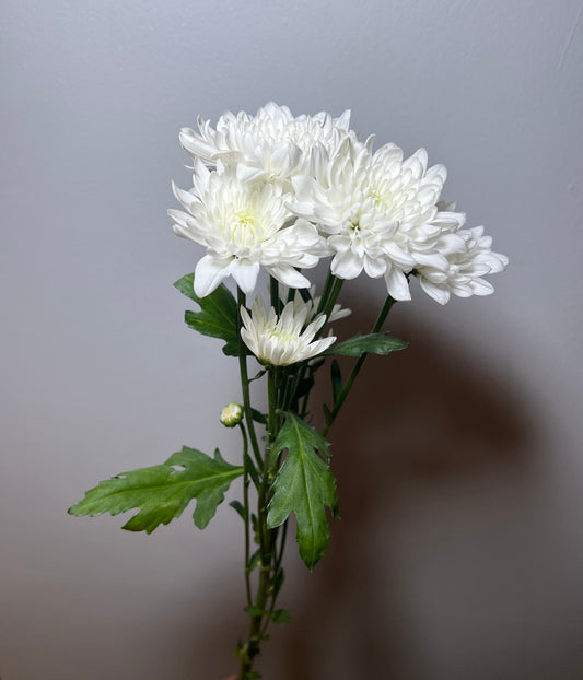 CHRYSTHANMUM PINA COLDA