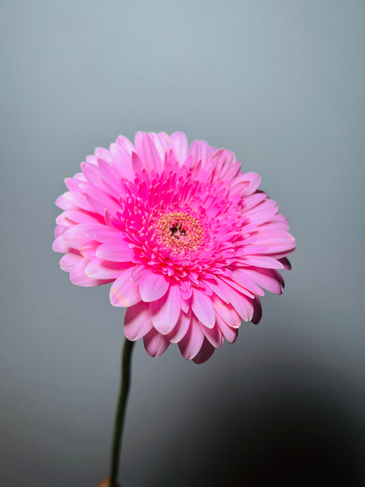 GERBERA PINK