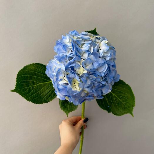 HYDRANGEA BLUE
