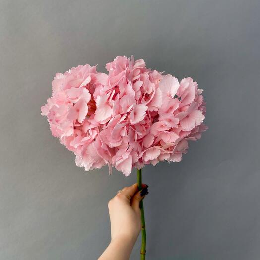 HYDRANGEA PINK