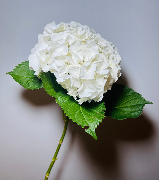 HYDRANGEA WHITE