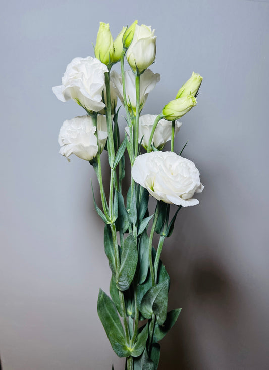 LISIANTHUS/ESTOMA WHITE