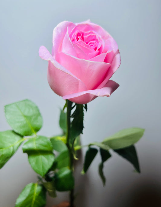 ROSE CANDY GIRL