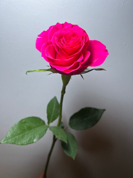 ROSE FUSCHIA