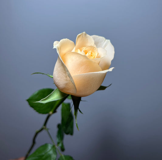 ROSE MAGIC AVALACHE