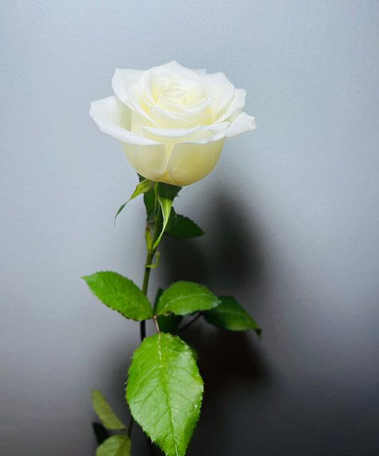ROSE NOVITA
