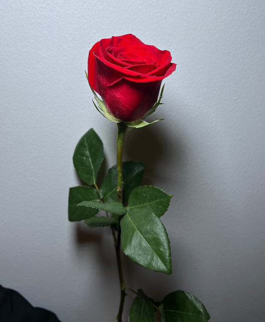 PREMIUM ECUADOR RED ROSE
