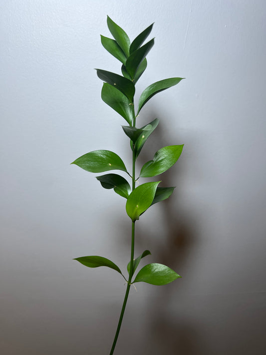 RUSCUS