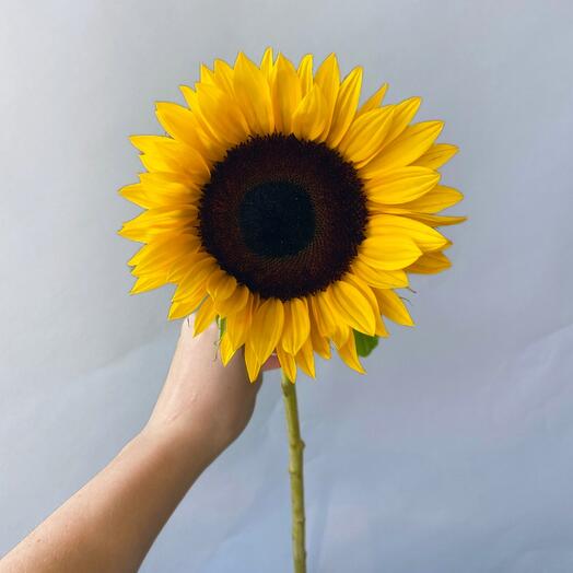 DELUXE SUNFLOWER